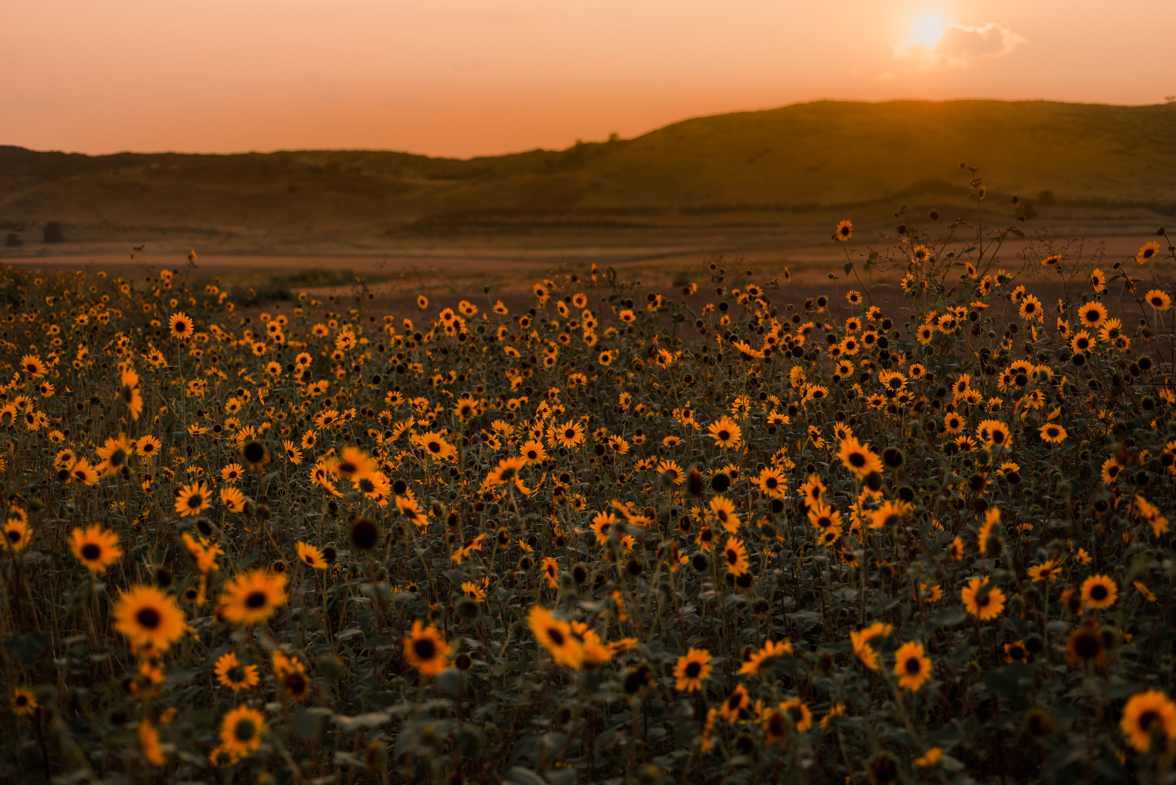 Sun (set) flowers | Signed Photo Print | Reia Dawn Art